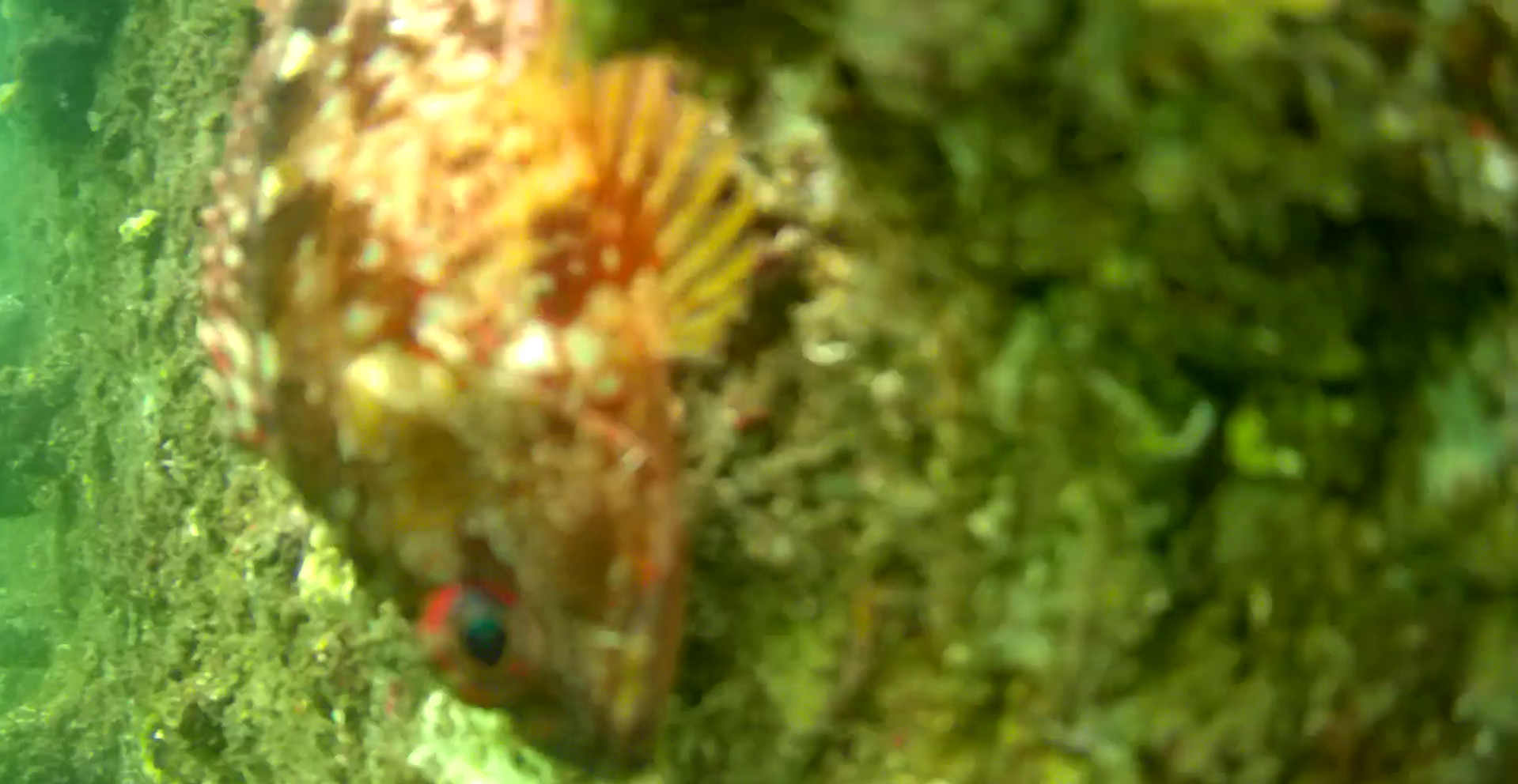 横須賀 大津港 レンタルボート釣り 水中映像