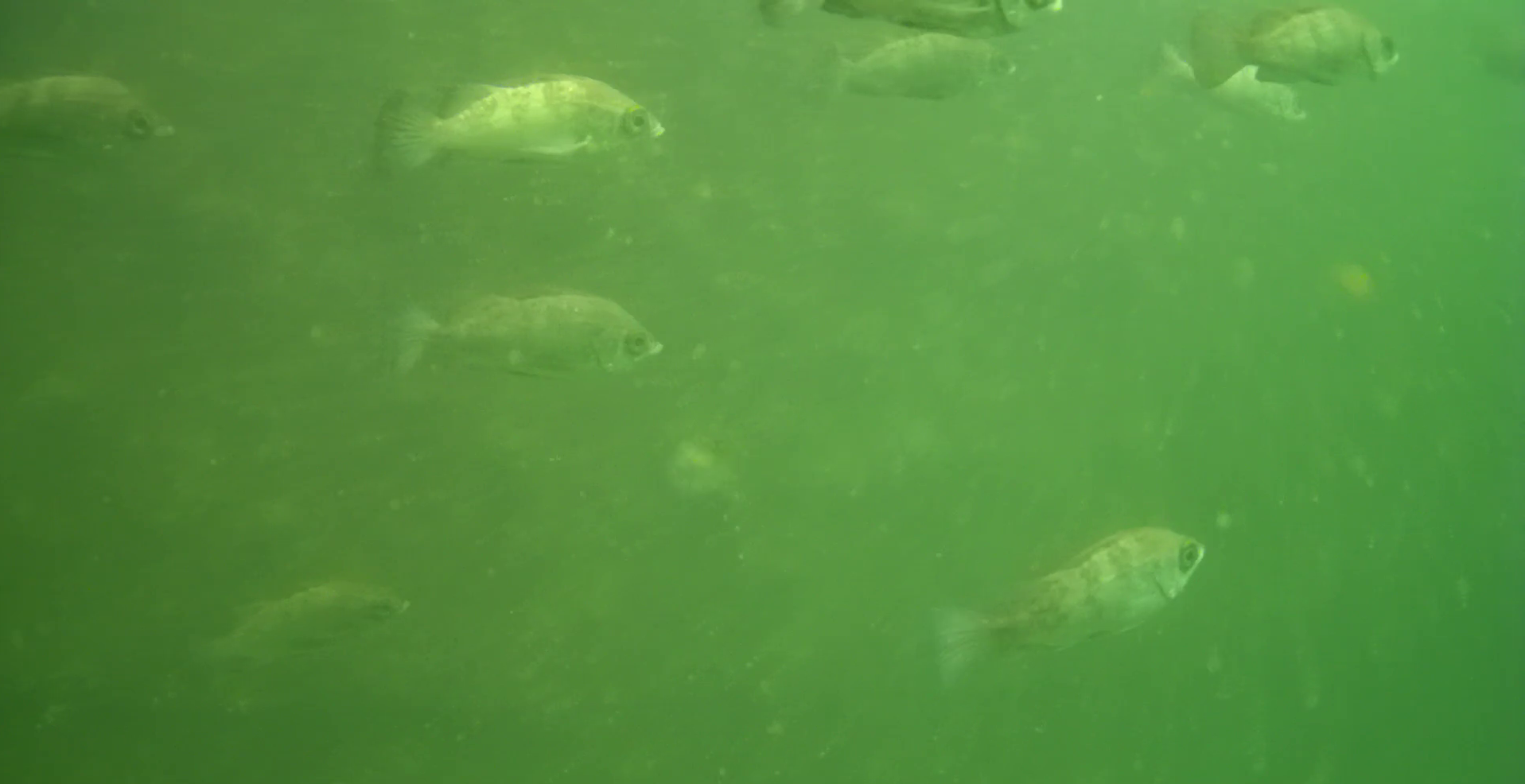 横須賀 大津港 レンタルボート釣り 水中映像