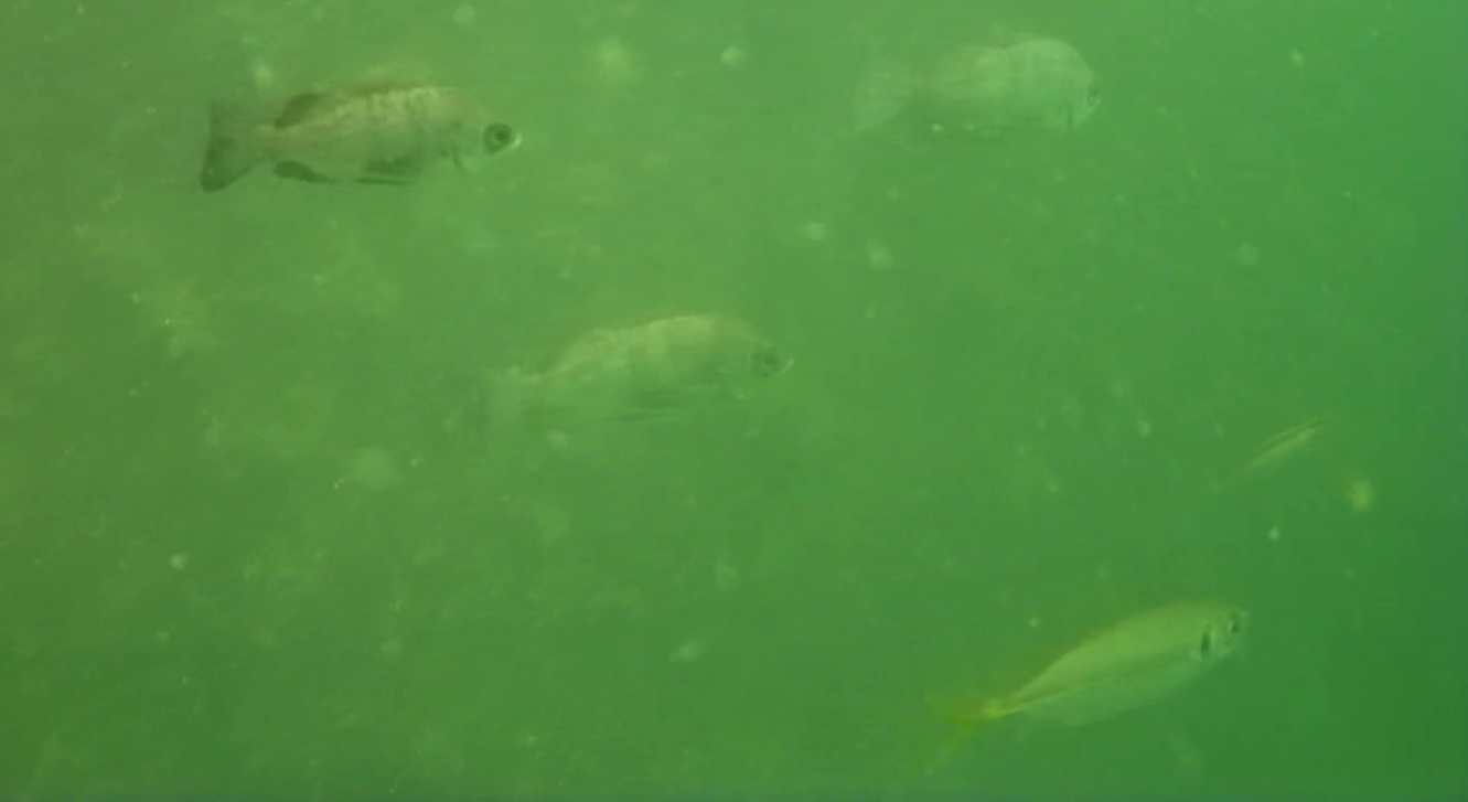 横須賀 大津港 レンタルボート釣り 水中映像