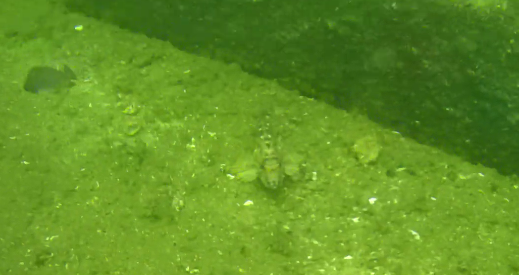 横須賀 大津港 レンタルボート釣り 水中映像