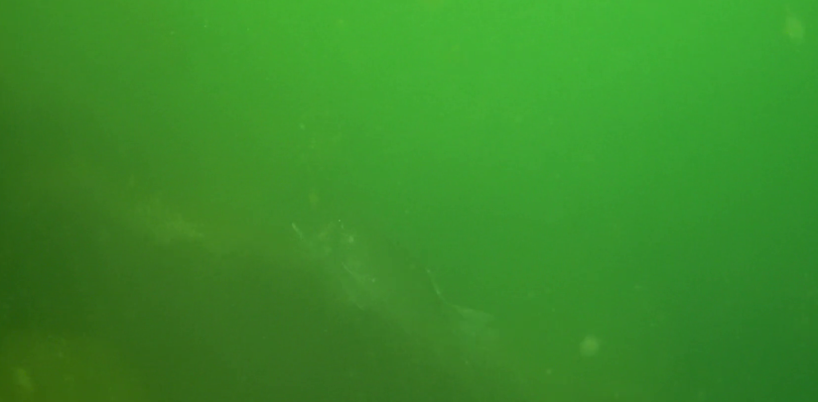 横須賀 大津港 レンタルボート釣り 水中映像