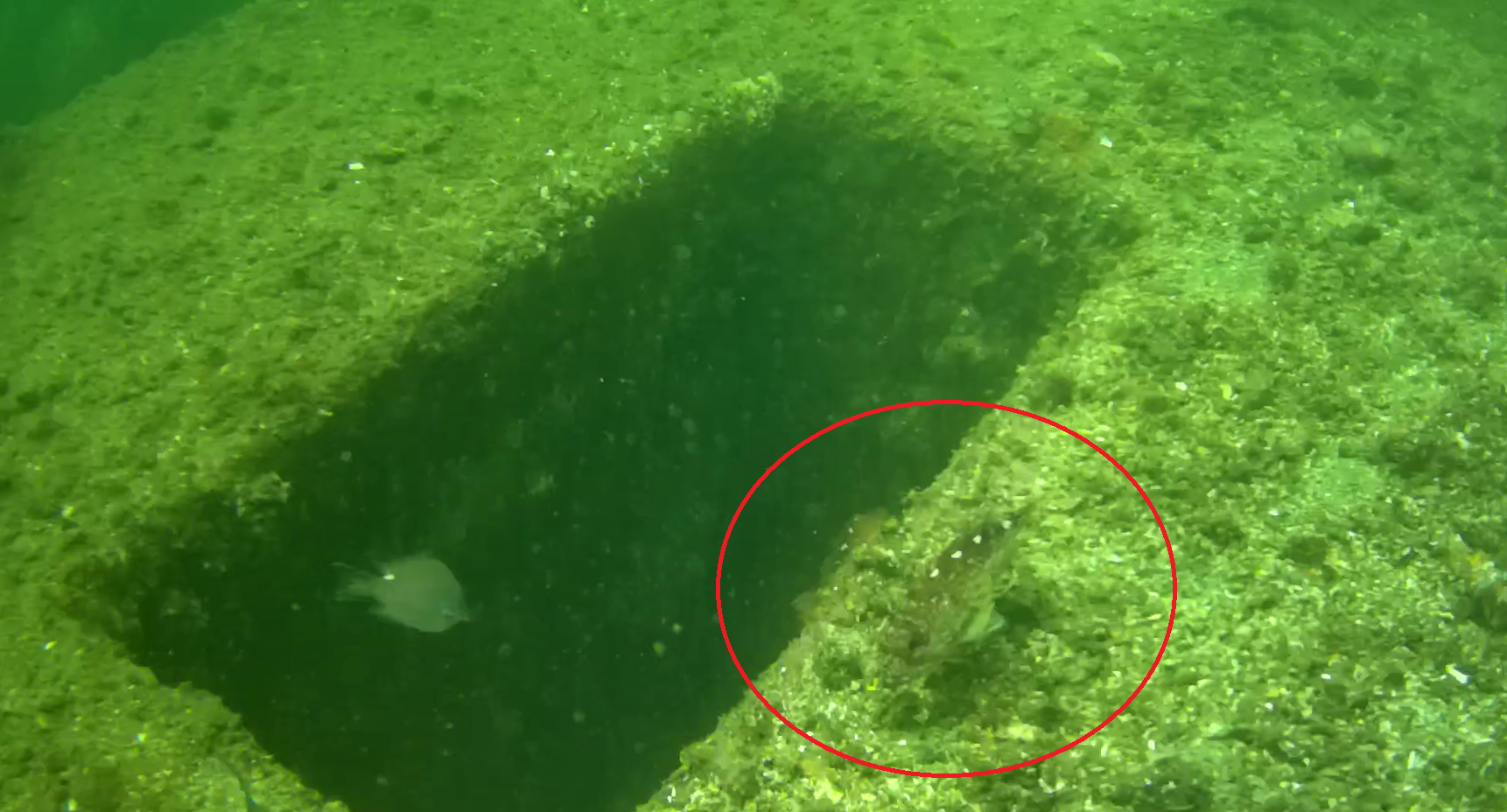 横須賀 大津港 レンタルボート釣り 水中映像