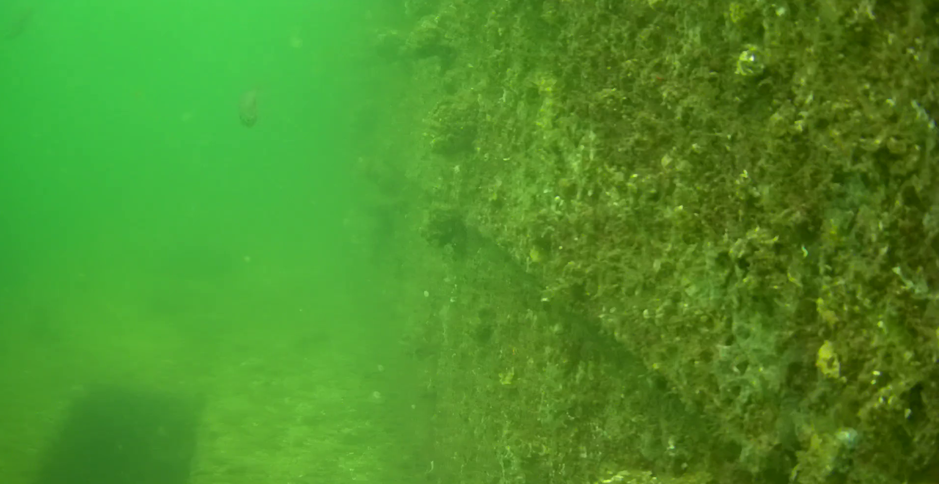 横須賀 大津港 レンタルボート釣り 水中映像