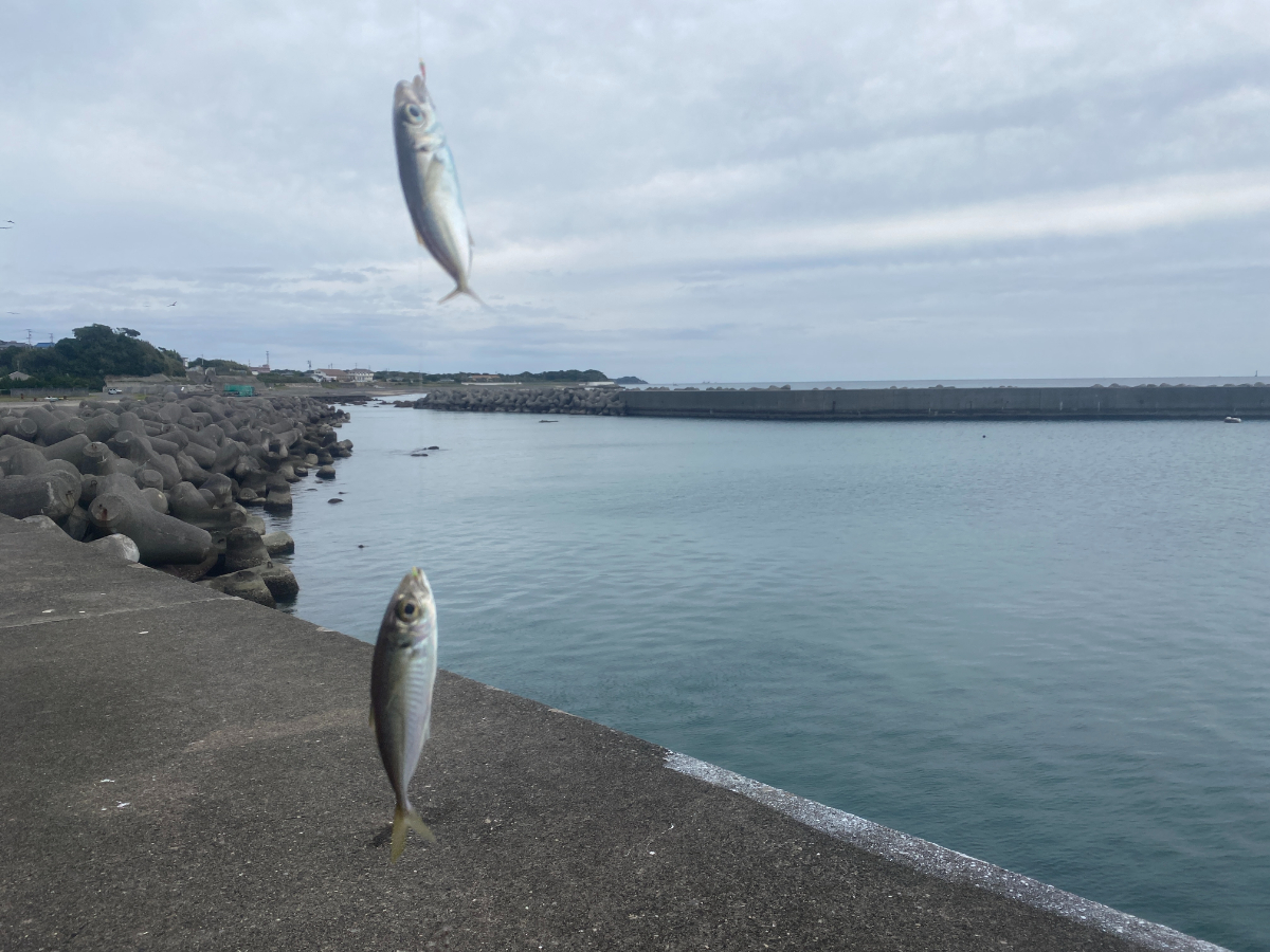 和具漁港 釣果 アジ
