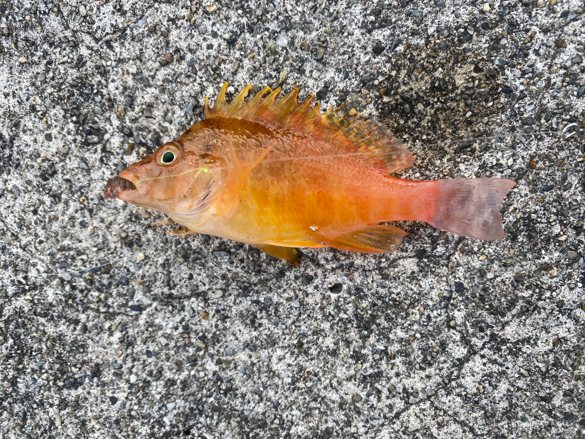 御座港　釣り　オキゴンベ