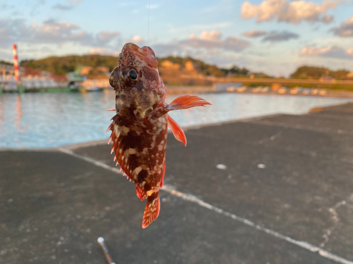 片田漁港 釣り 釣果 ガシラ カサゴ