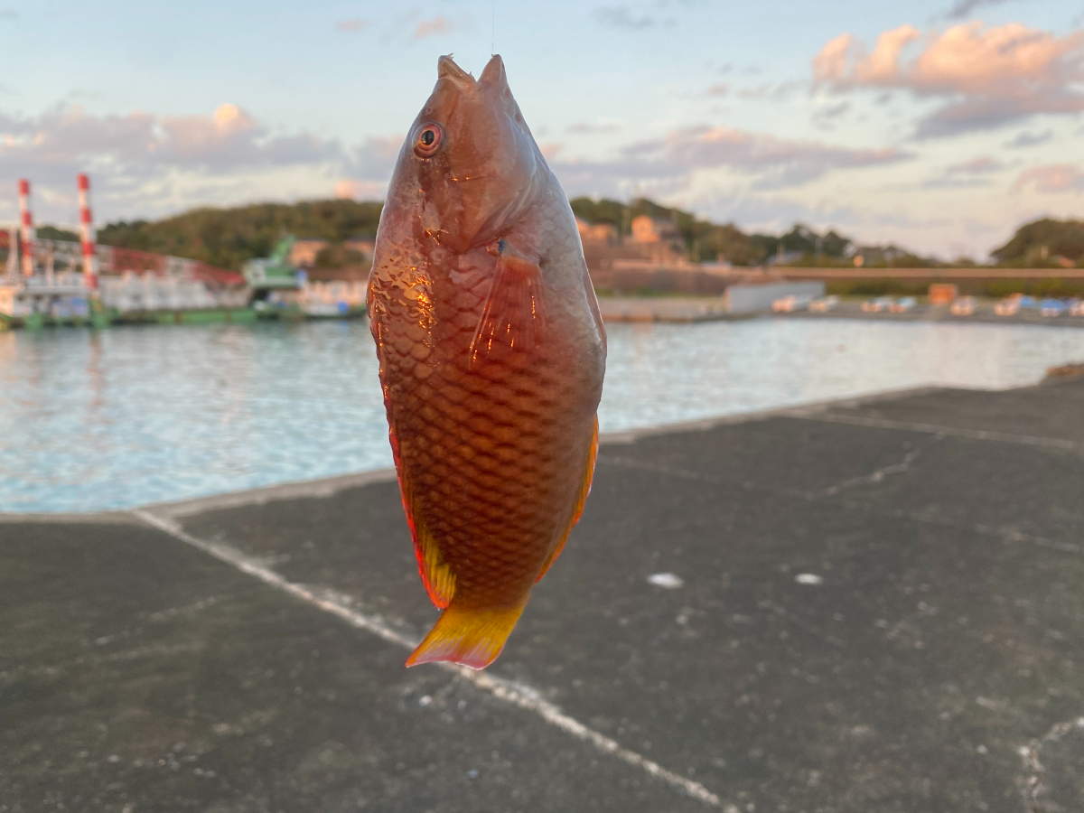 片田漁港 釣り 釣果