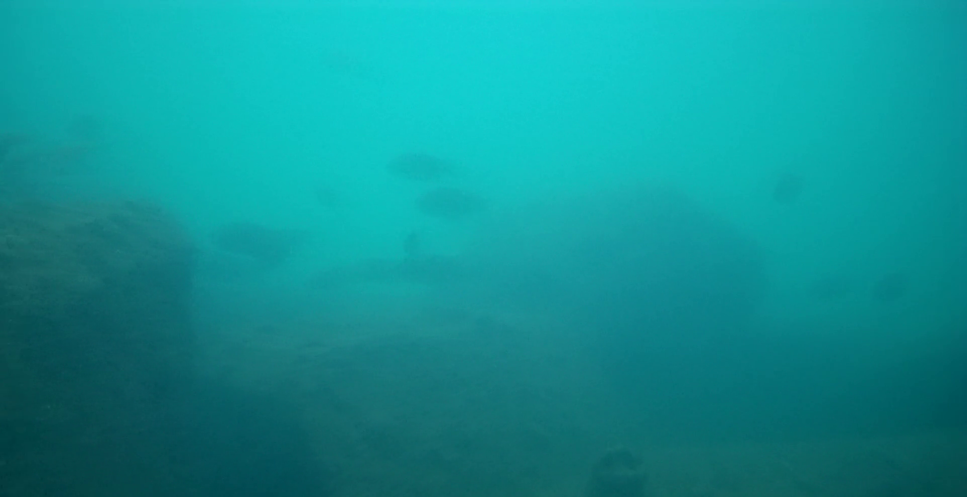 和具漁港 釣り 水中映像