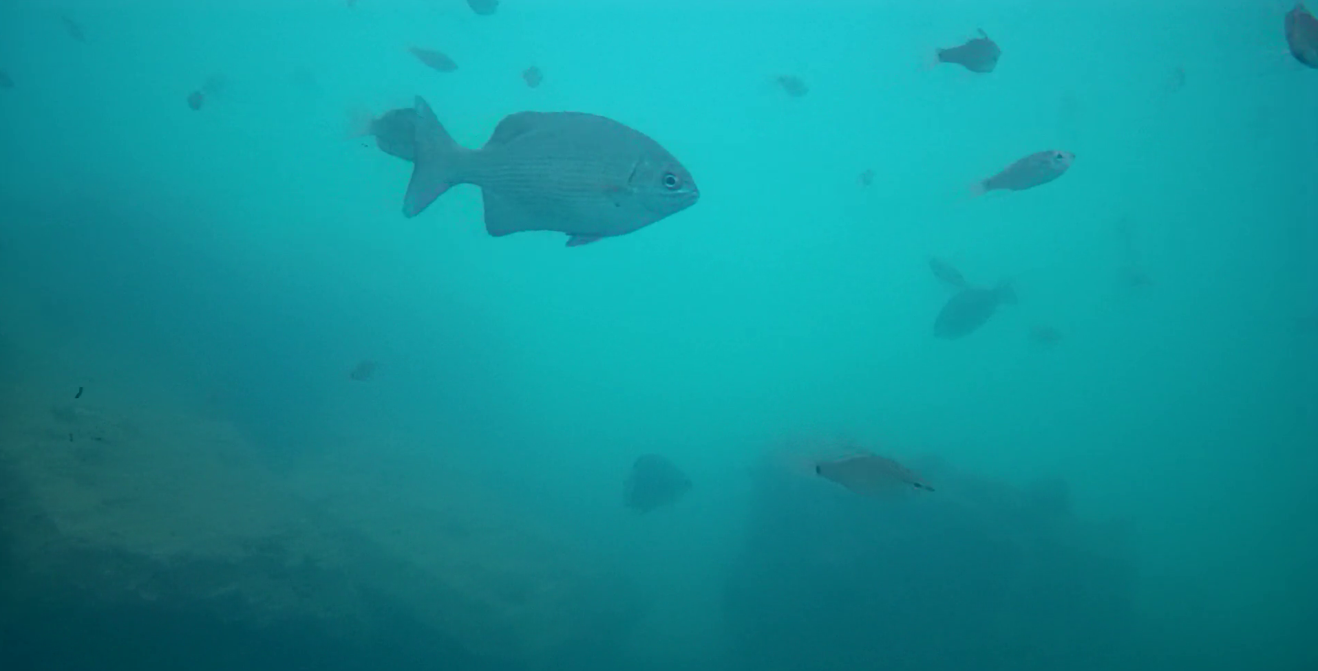 和具漁港 釣り 水中映像