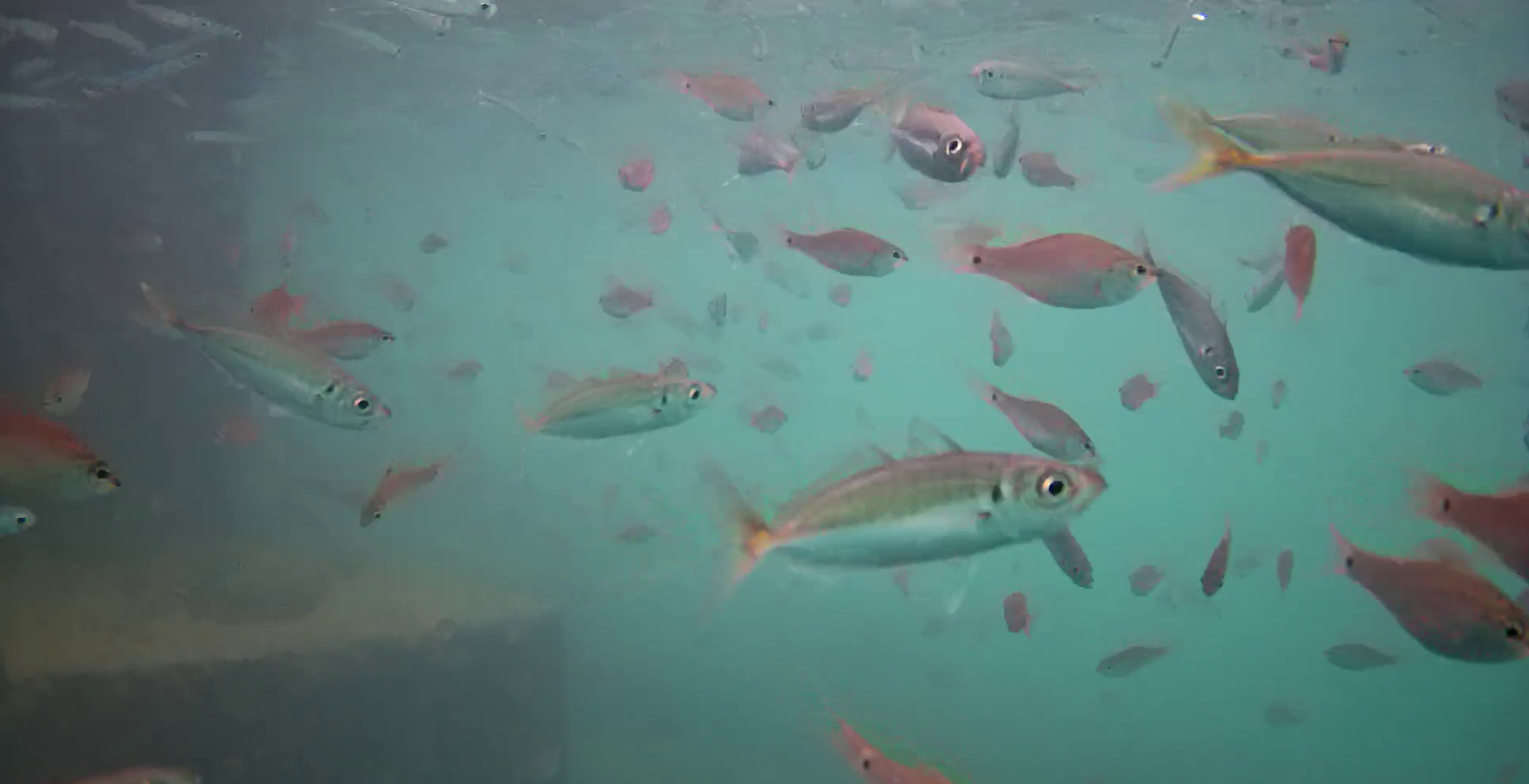 和具漁港 釣り 水中映像