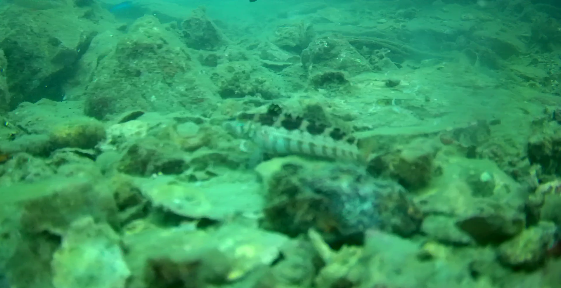 御座港　釣り　水中映像