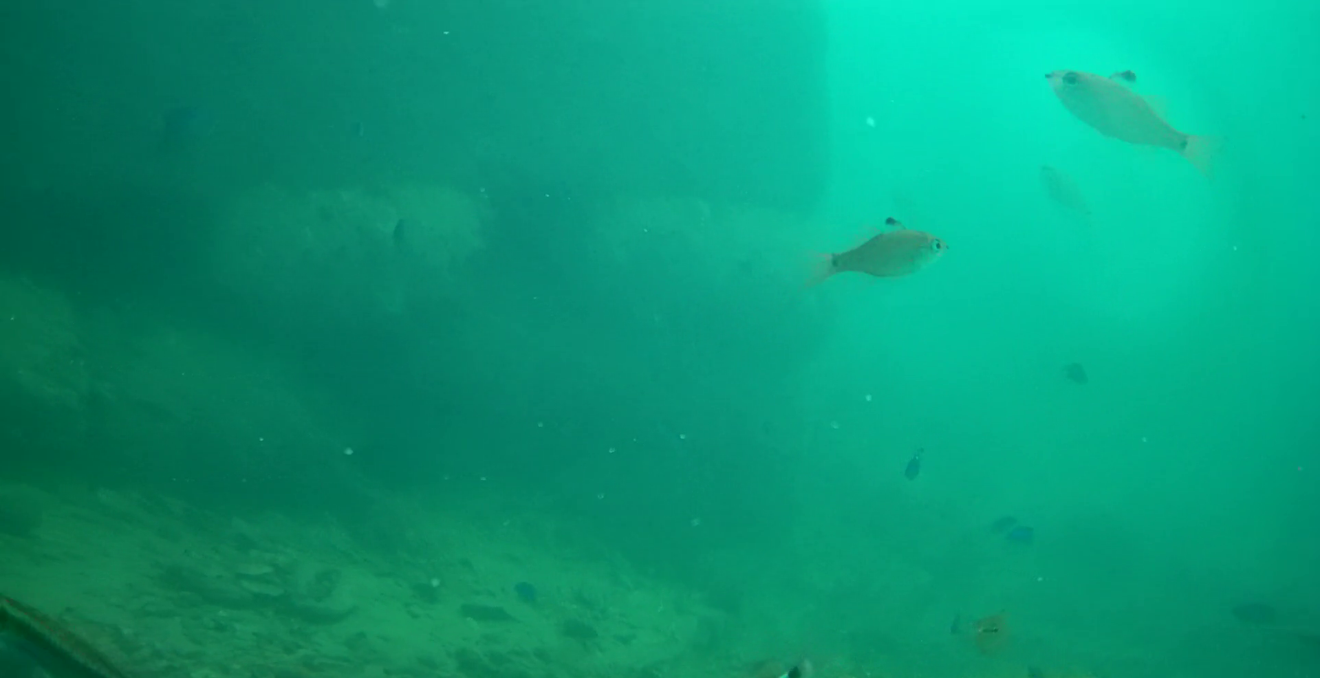 御座港　釣り　水中映像