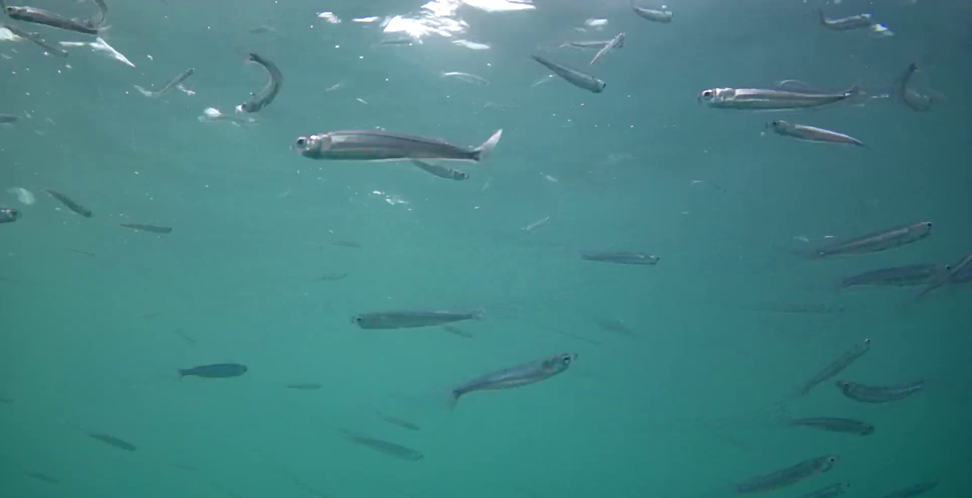 御座港　釣り　水中映像