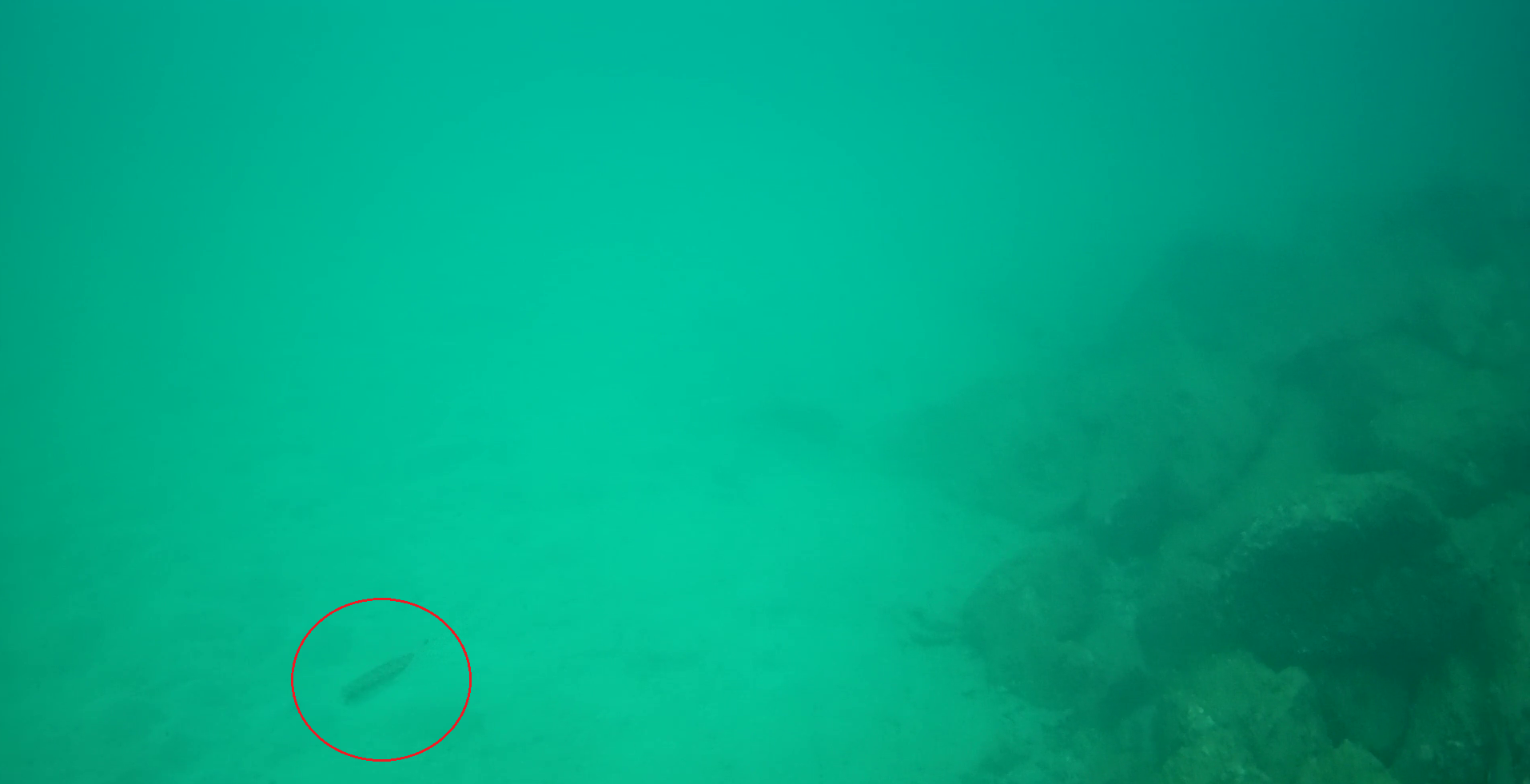 御座港　釣り　水中映像