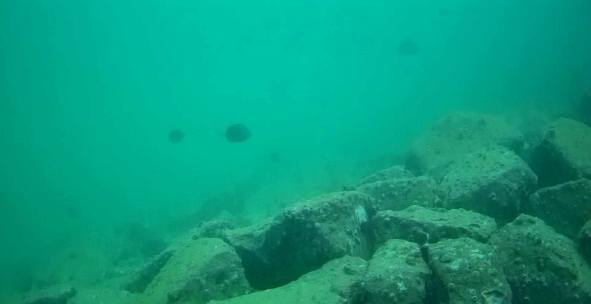 御座港　釣り　水中映像