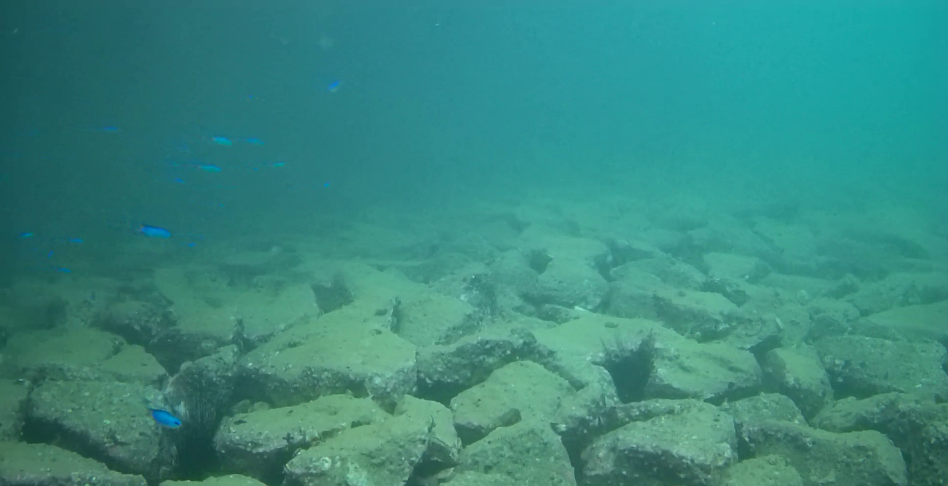 御座港　釣り　水中映像