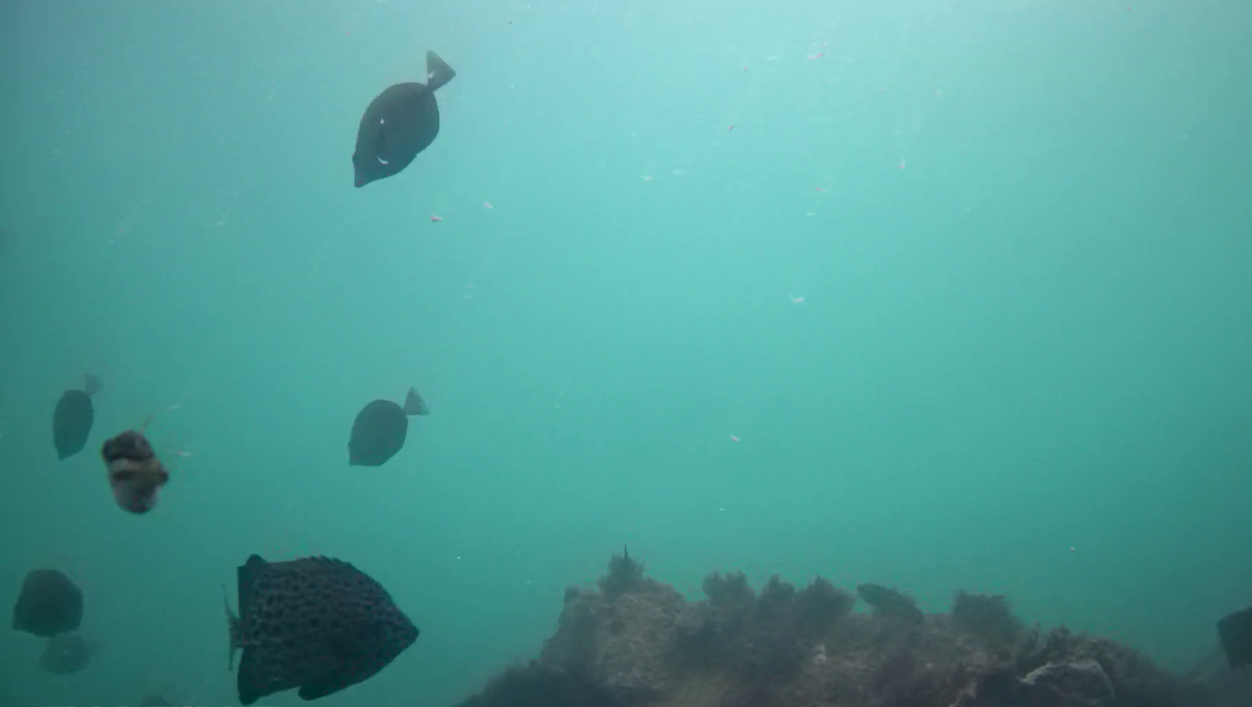 片田漁港 釣り 水中映像