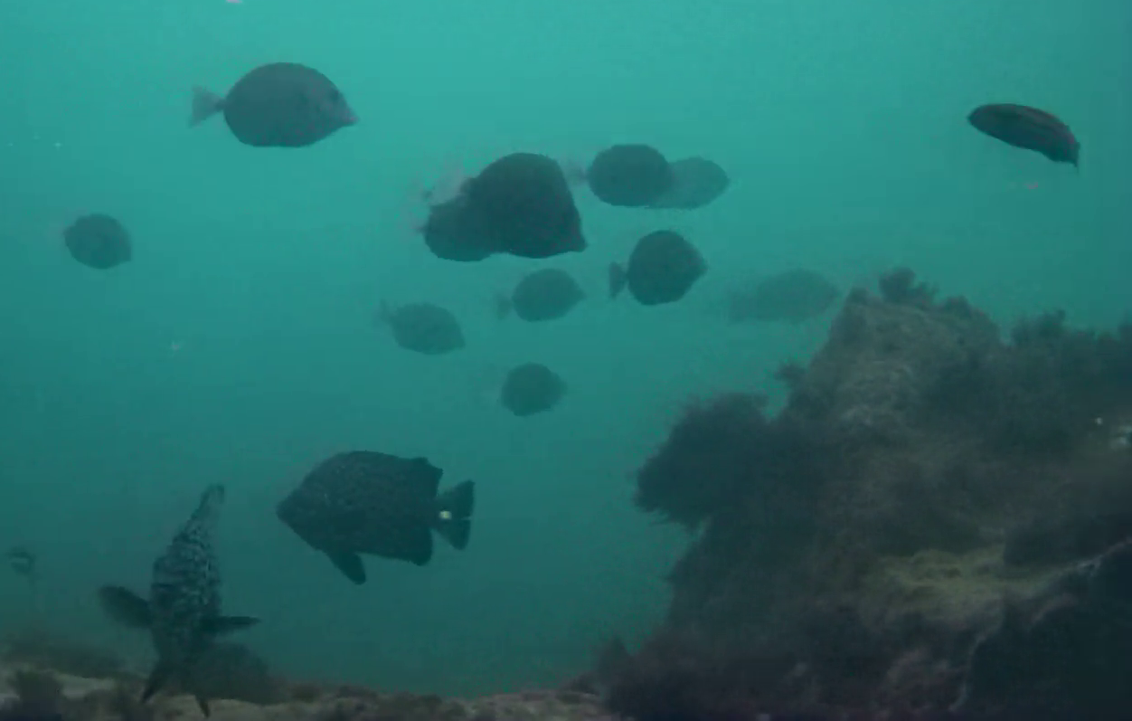 片田漁港 釣り 水中映像