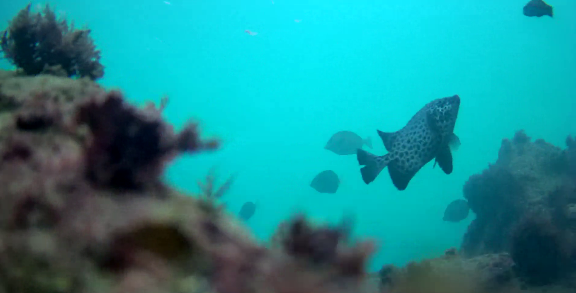 片田漁港 釣り 水中映像