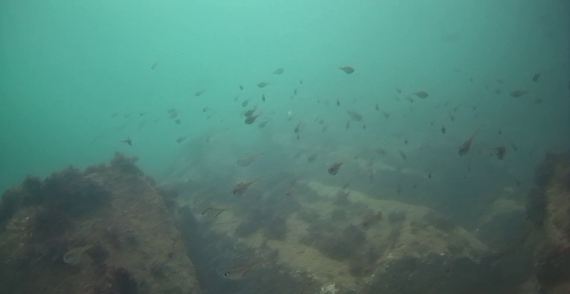 片田漁港 釣り 水中映像