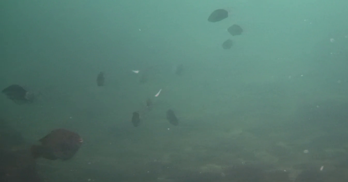 片田漁港 釣り 水中映像