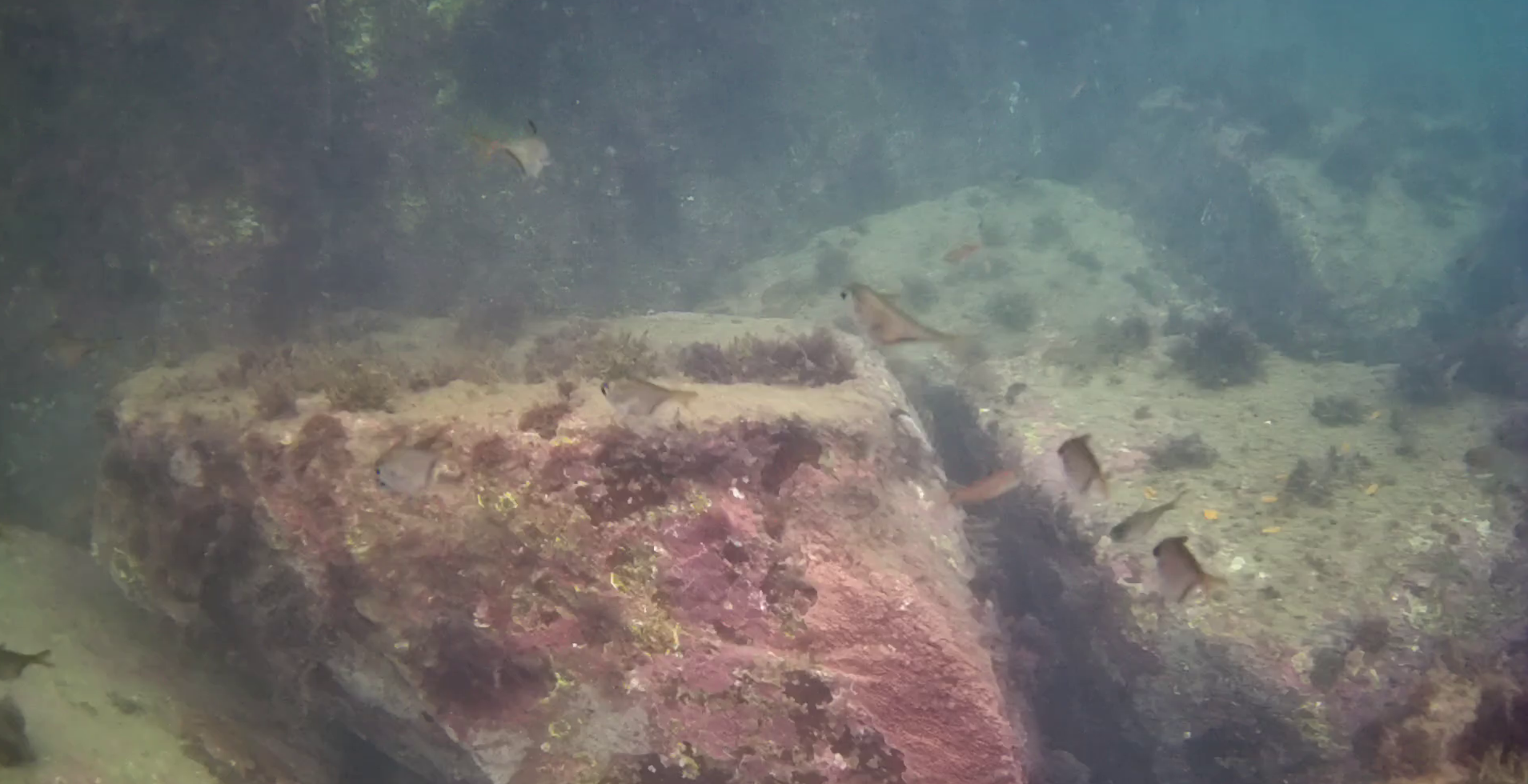 片田漁港 釣り 水中映像