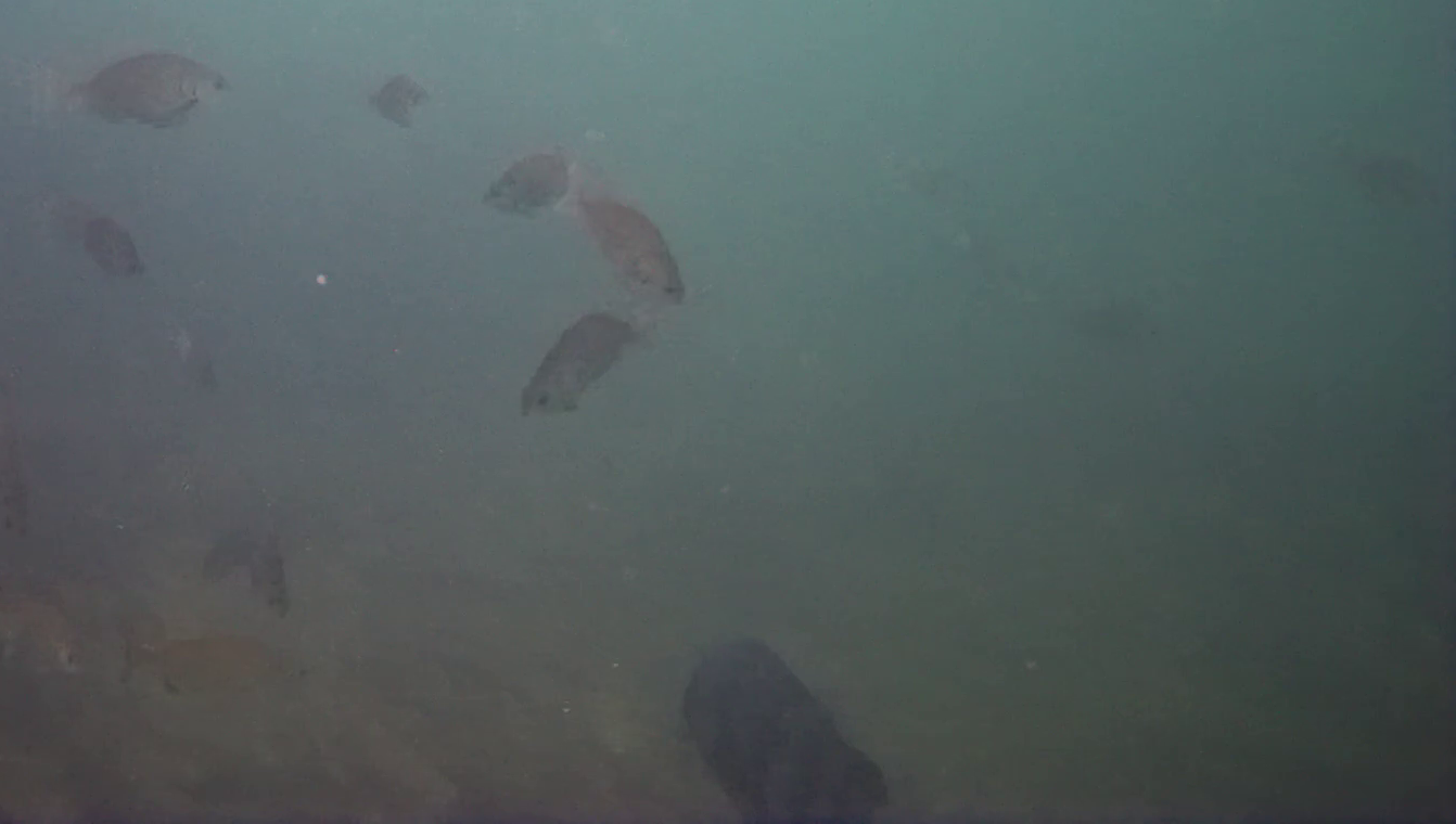 片田漁港 釣り 水中映像