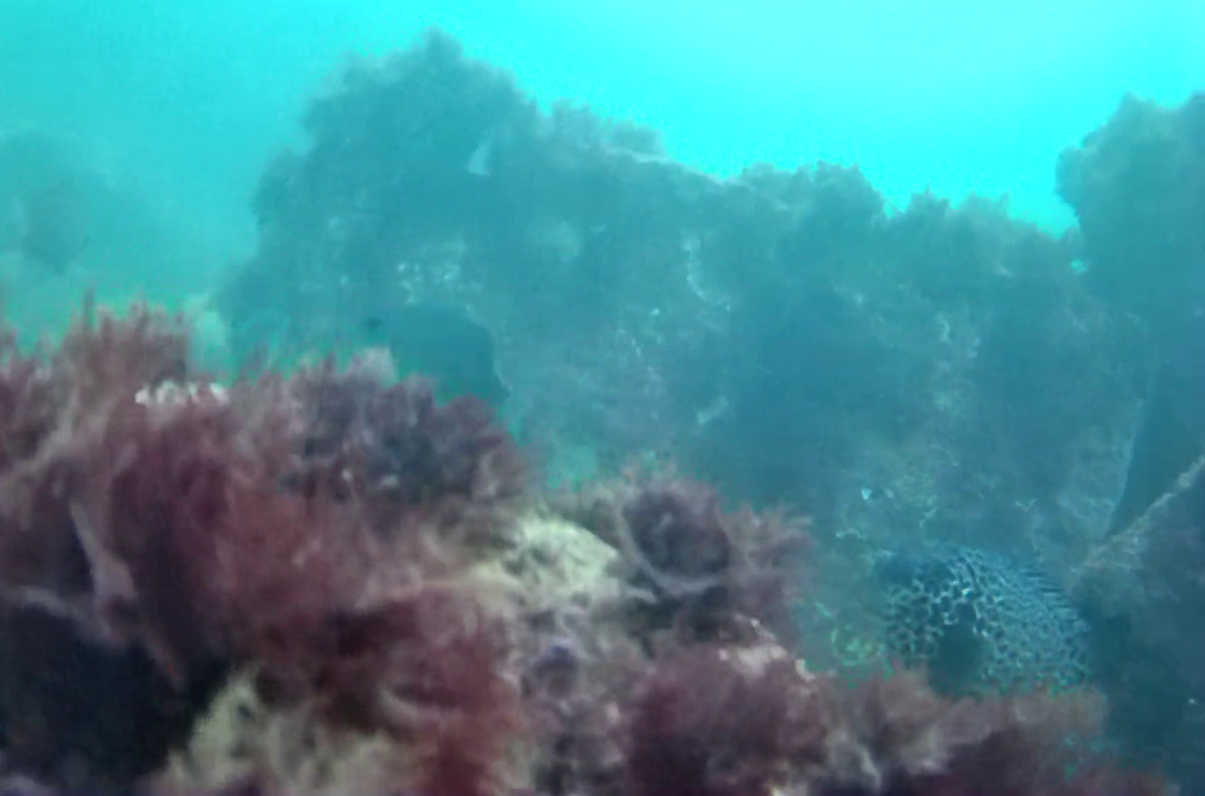 片田漁港 釣り 水中映像