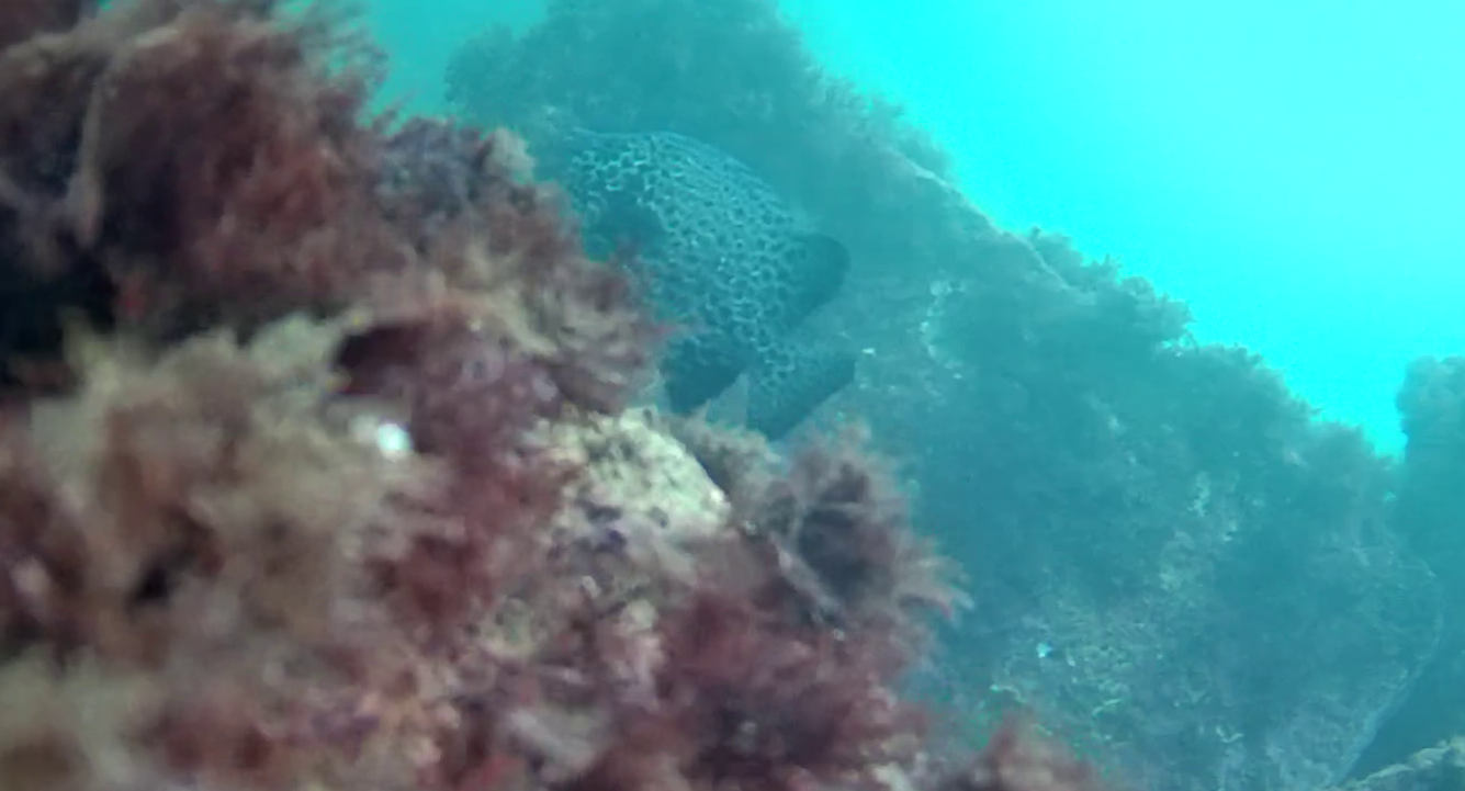 片田漁港 釣り 水中映像