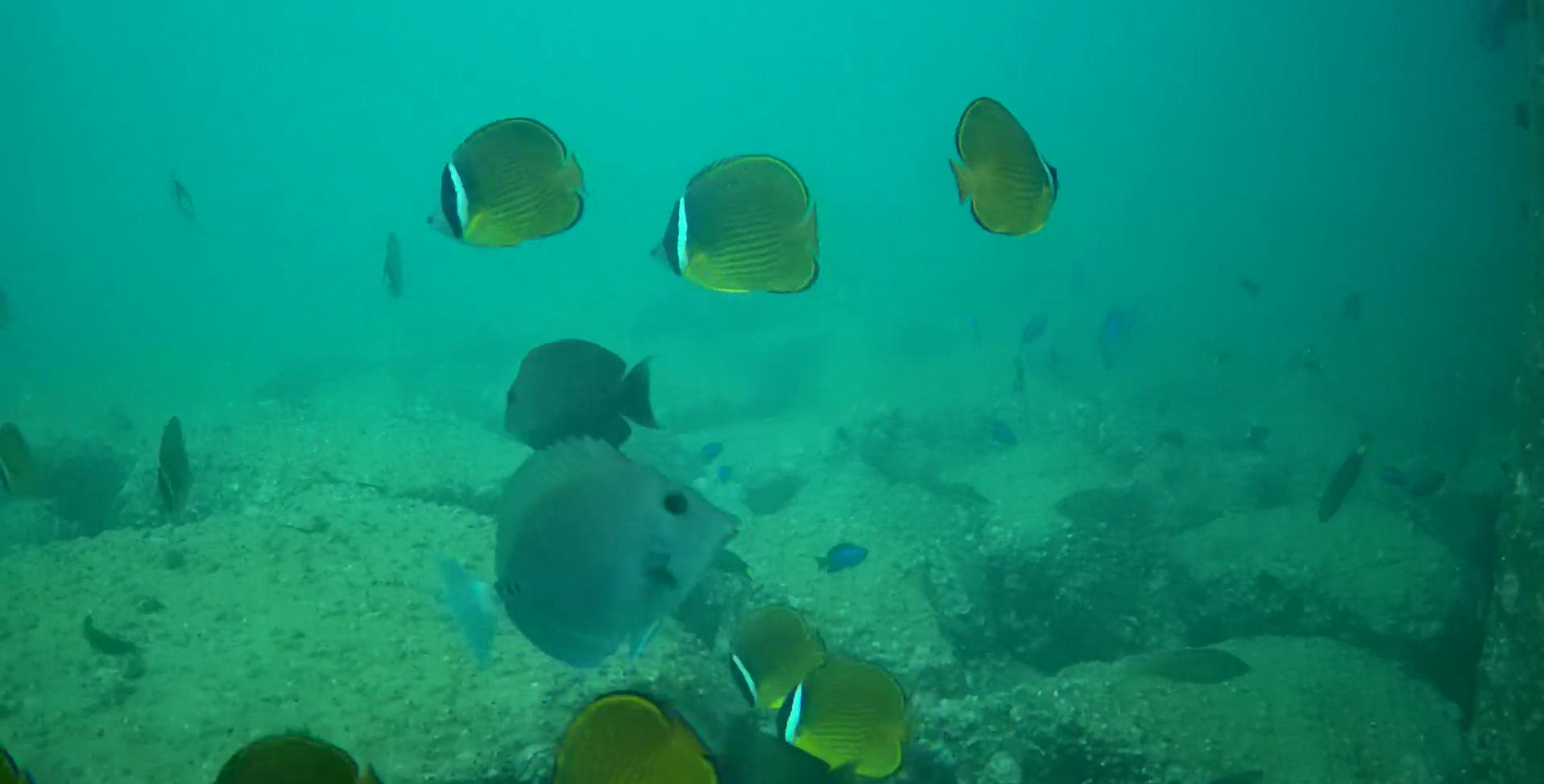 御座港　釣り　水中映像