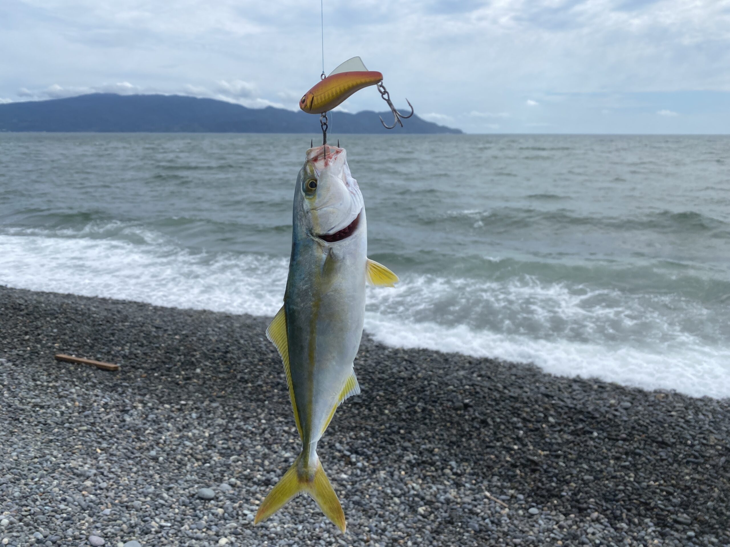 千本浜海岸　釣り　ワカシ
