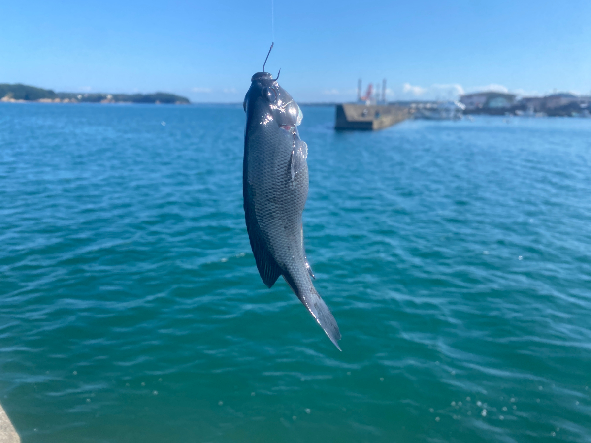 浜島港　釣り