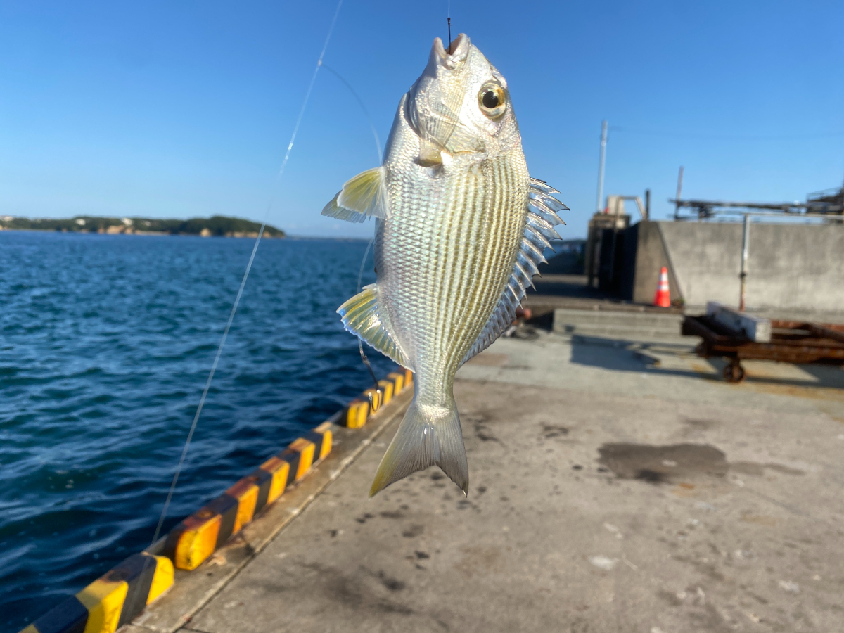 伊勢志摩 B&G海洋センター裏　釣り