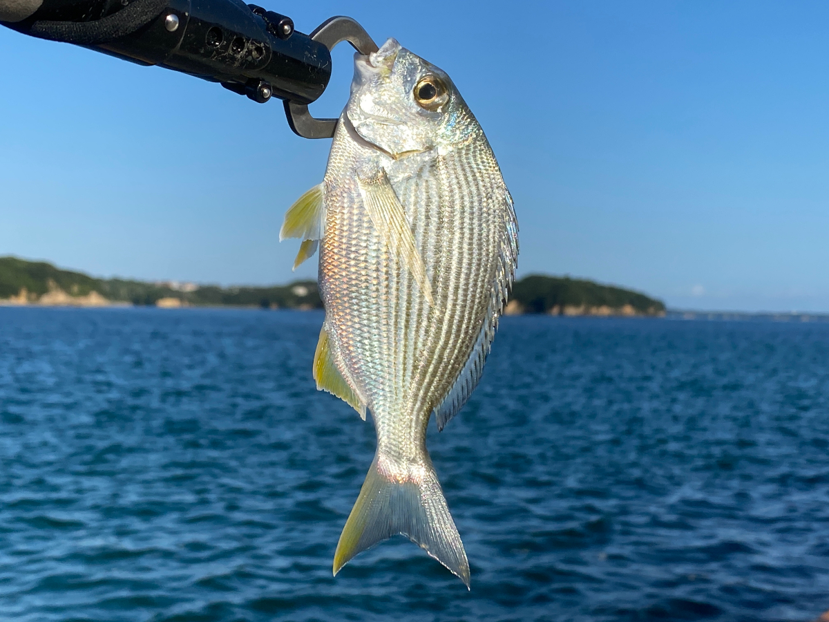 伊勢志摩 B&G海洋センター裏　釣り