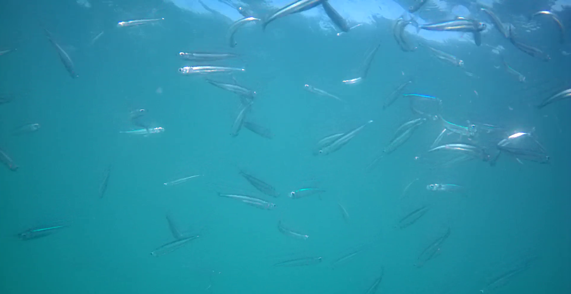 宿田曽漁港　釣り　水中映像