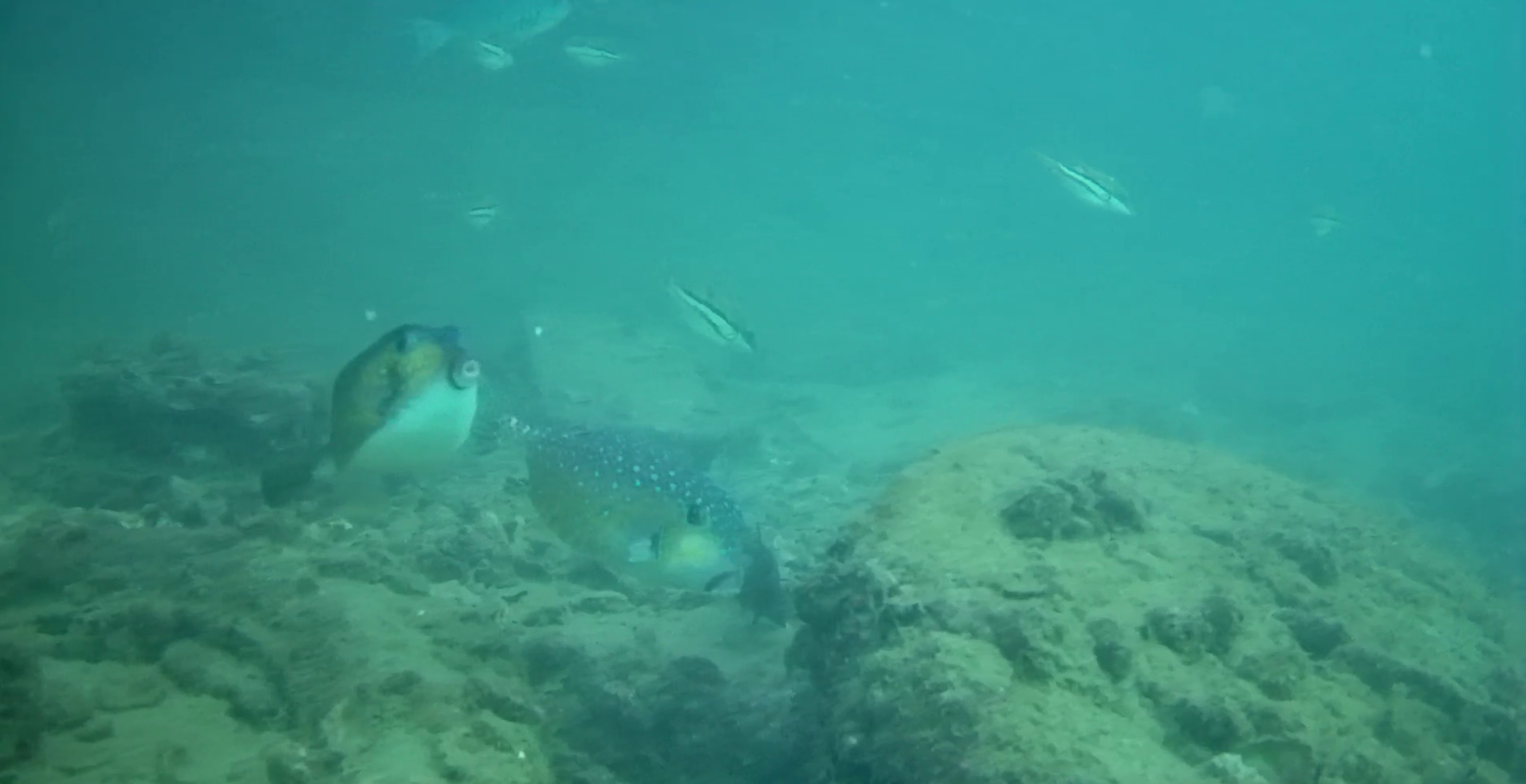 宿田曽漁港　釣り　水中映像