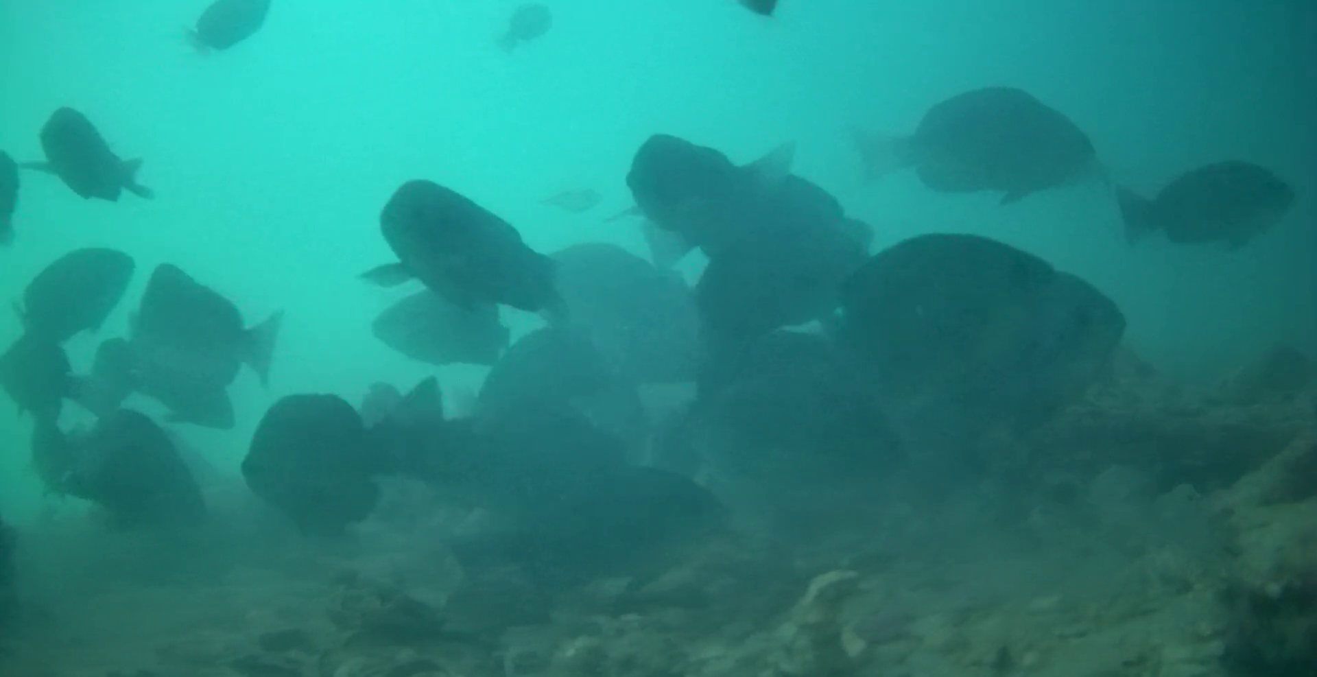 宿田曽漁港　釣り　水中映像