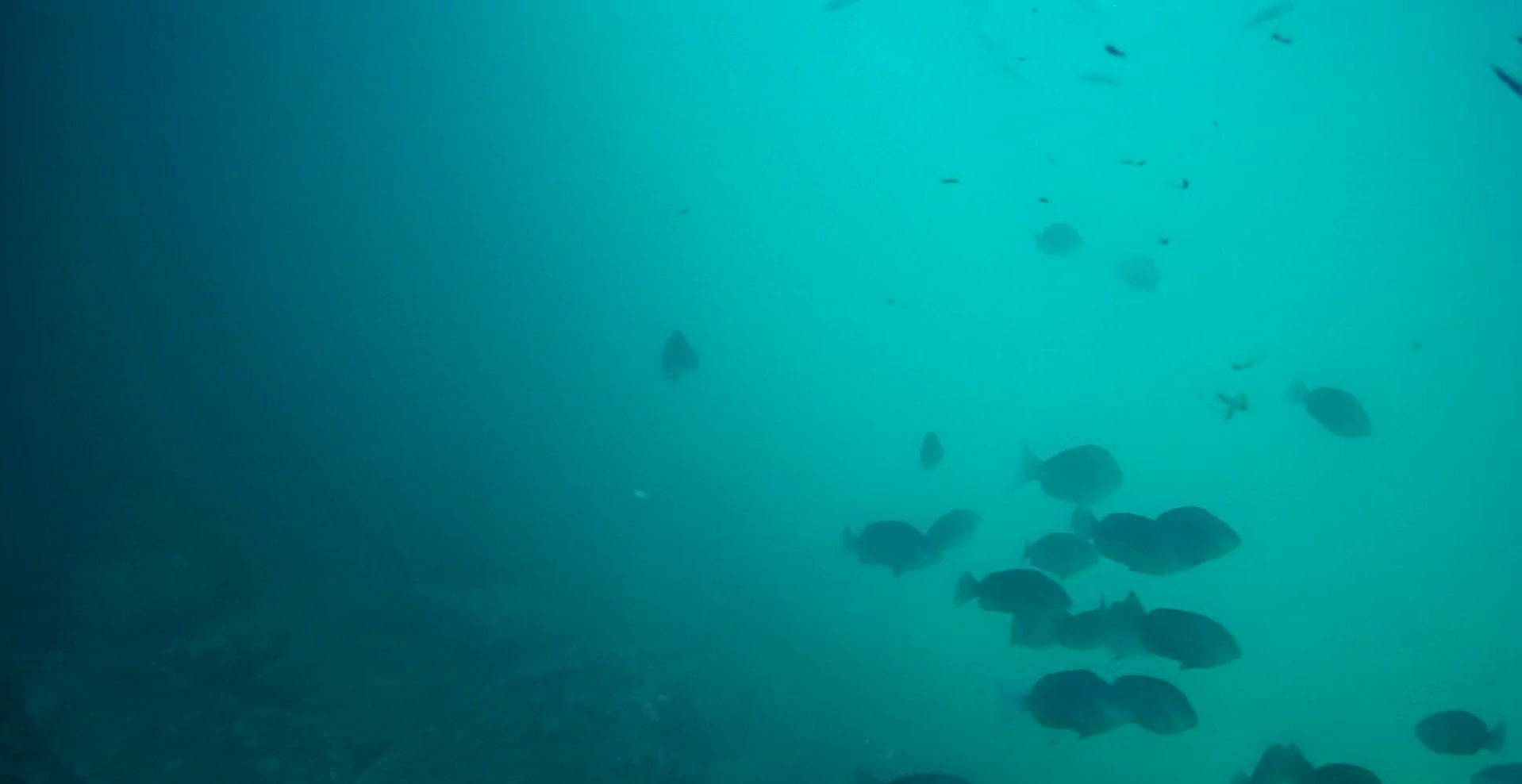 宿田曽漁港　釣り　水中映像
