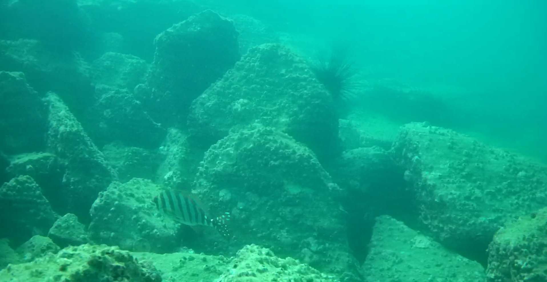 宿田曽漁港　釣り　水中映像