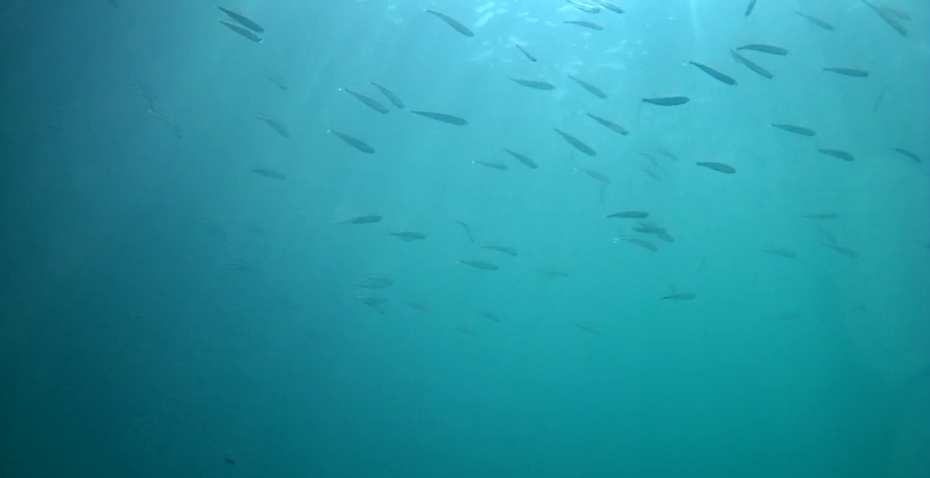 宿田曽漁港　釣り　水中映像
