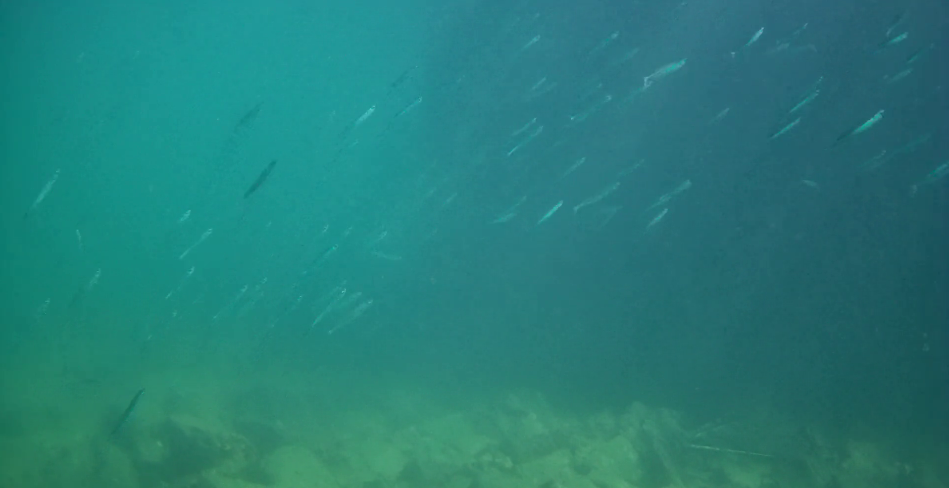 宿田曽漁港　釣り　水中映像