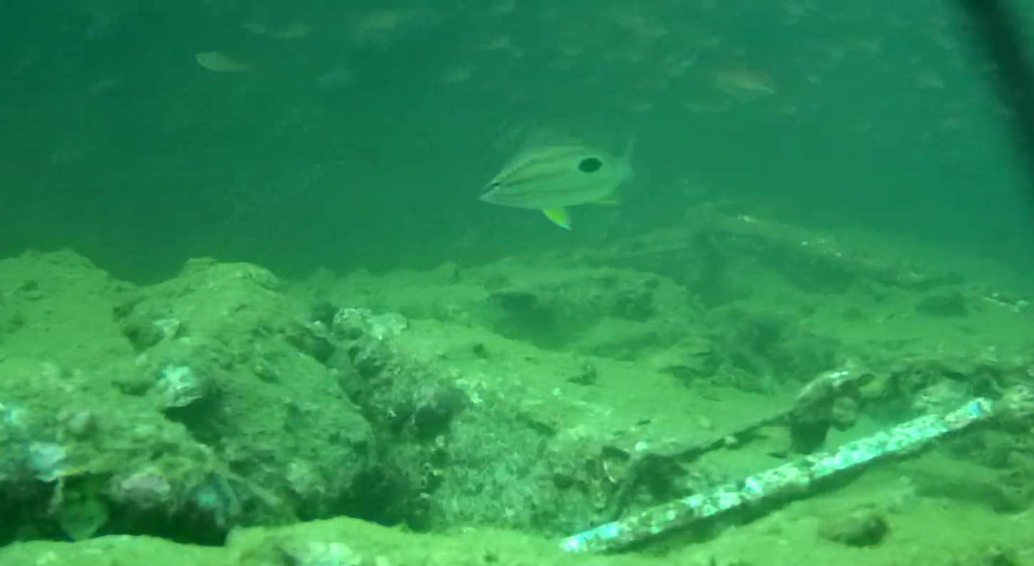浜島港　釣り　水中映像