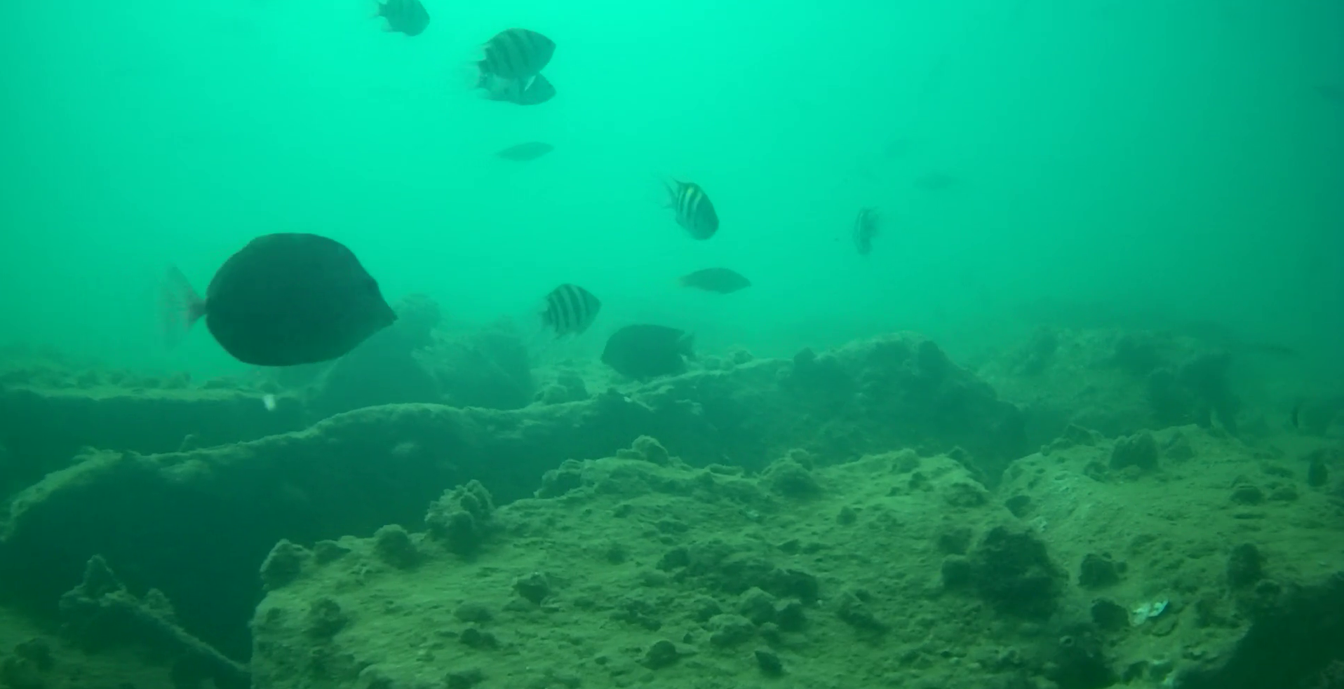 浜島港　釣り　水中映像