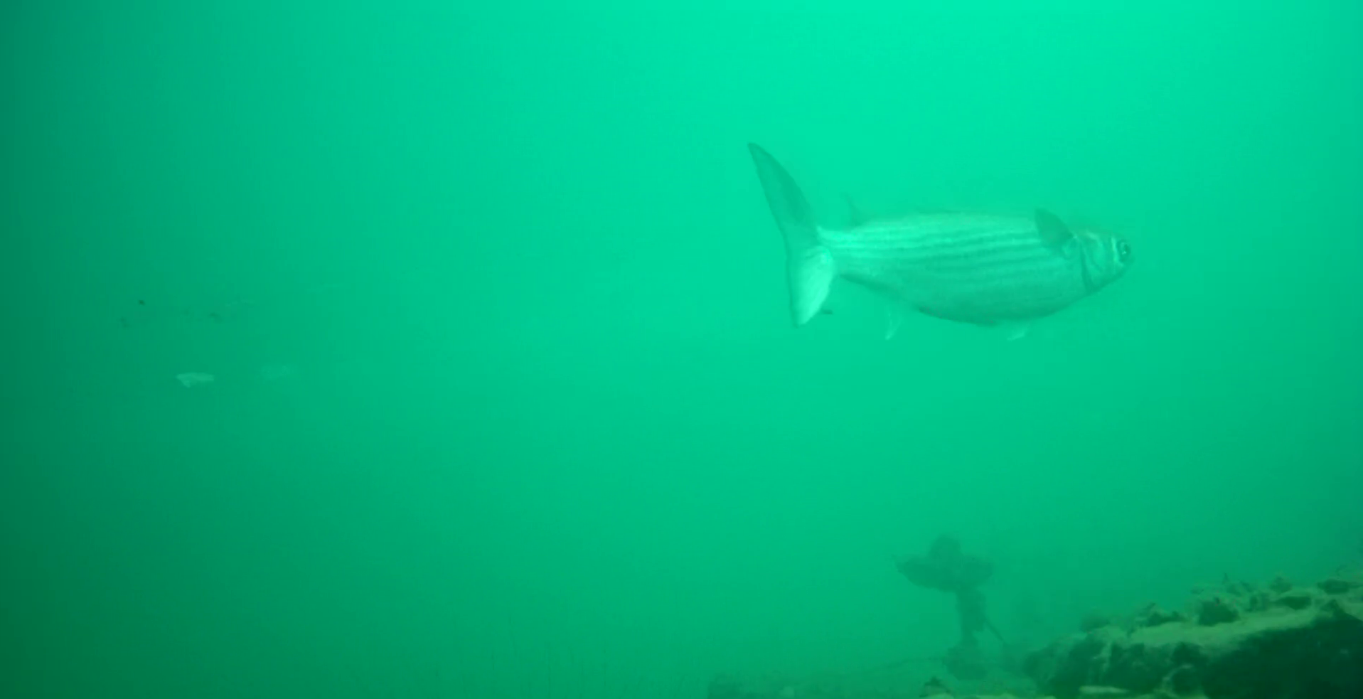 浜島港　釣り　水中映像