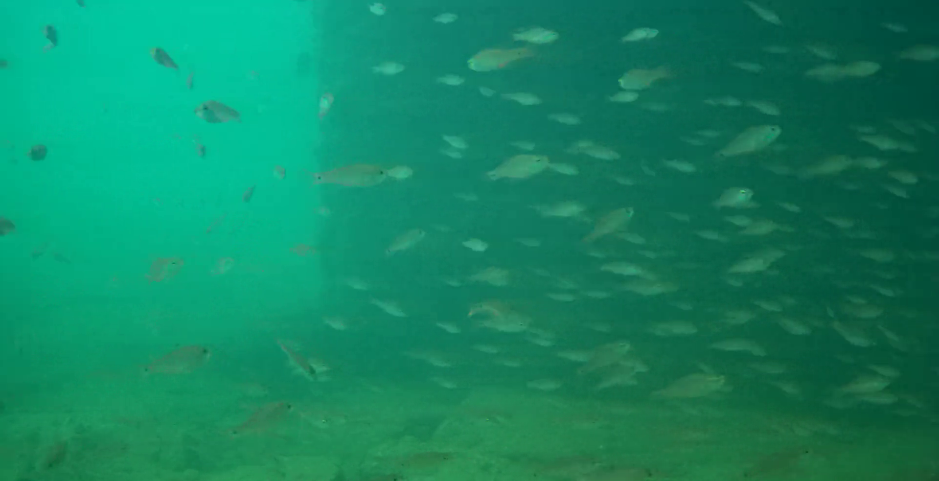 浜島港　釣り　水中映像