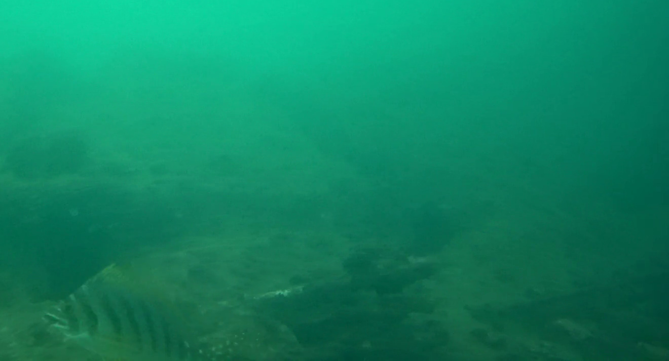 浜島港　釣り　水中映像