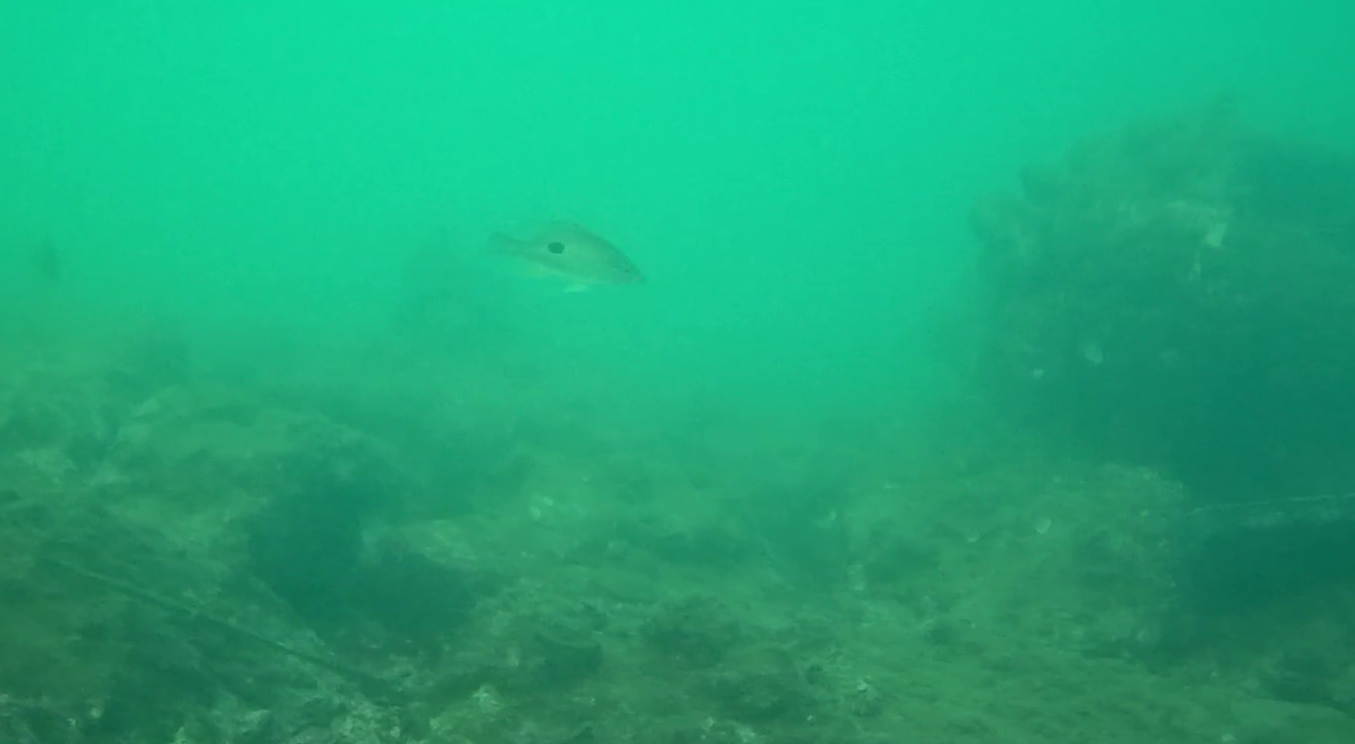 浜島港　釣り　水中映像