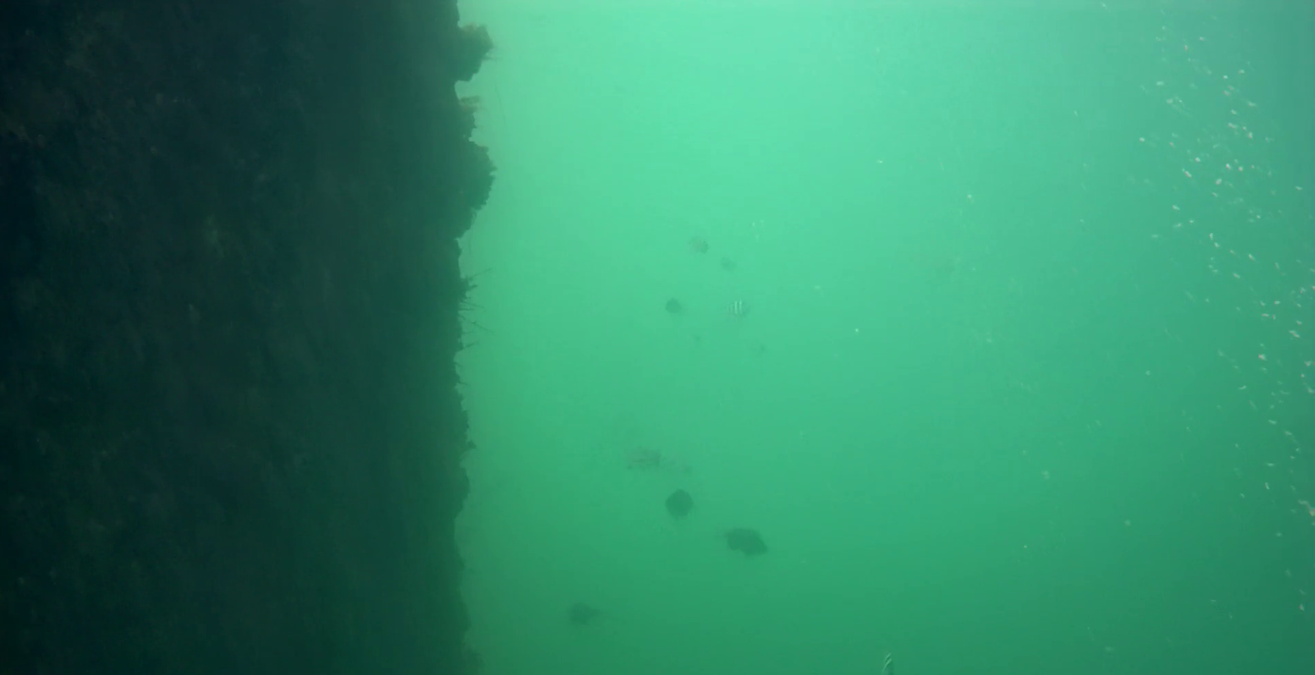 浜島港　釣り　水中映像
