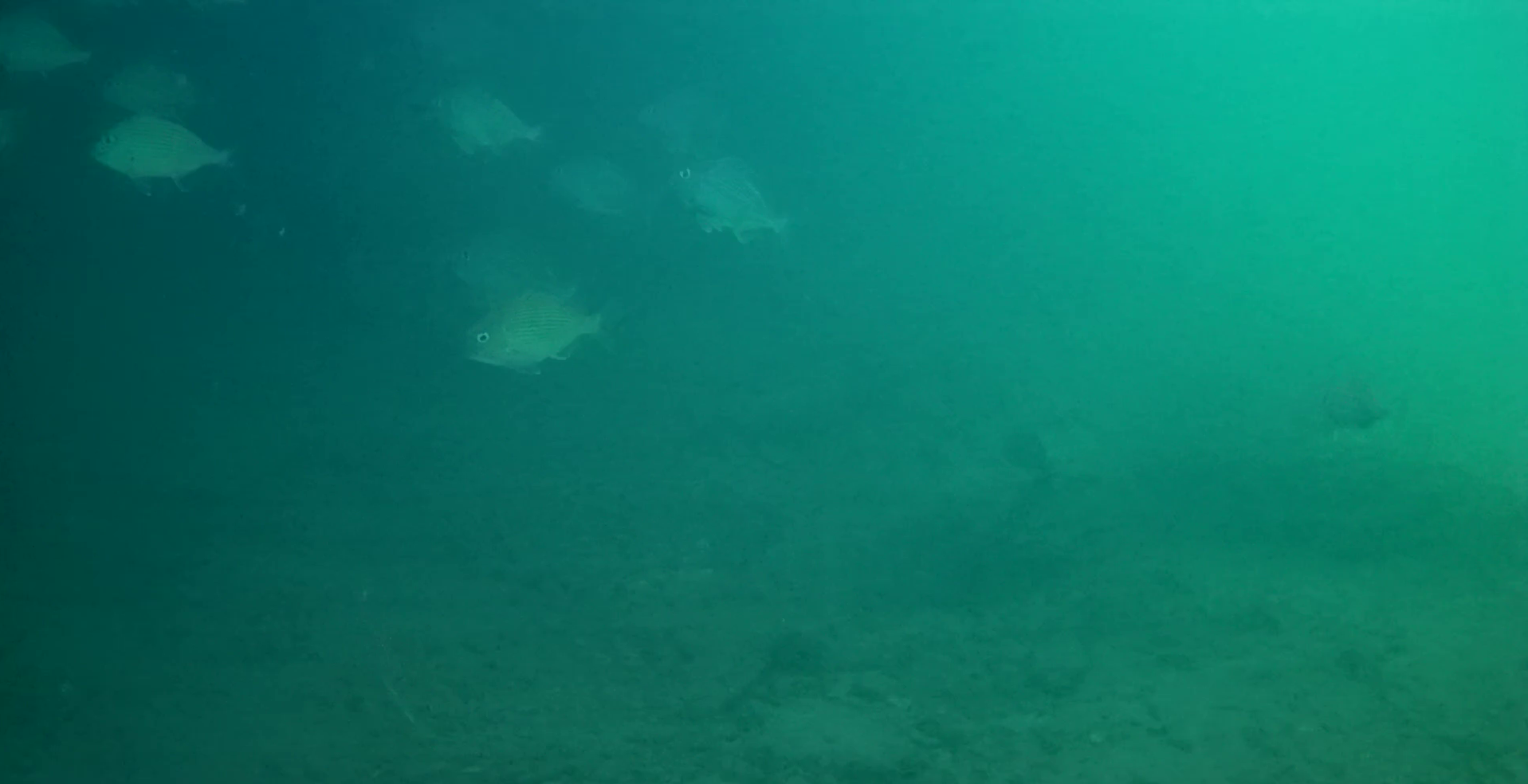 伊勢志摩 B&G海洋センター裏　釣り　水中映像