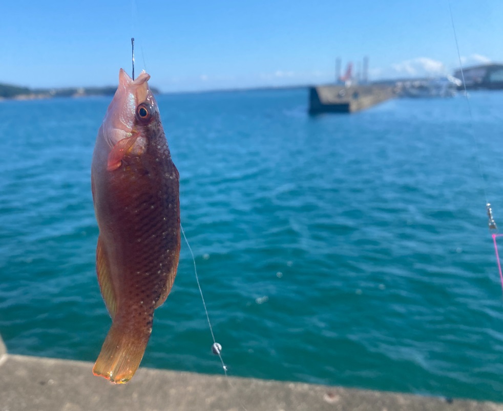 浜島港　釣り
